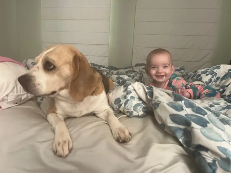Beagle relaxing on the bed with a smiling baby