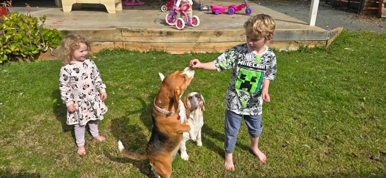 Kids treating two beagles in the backyard